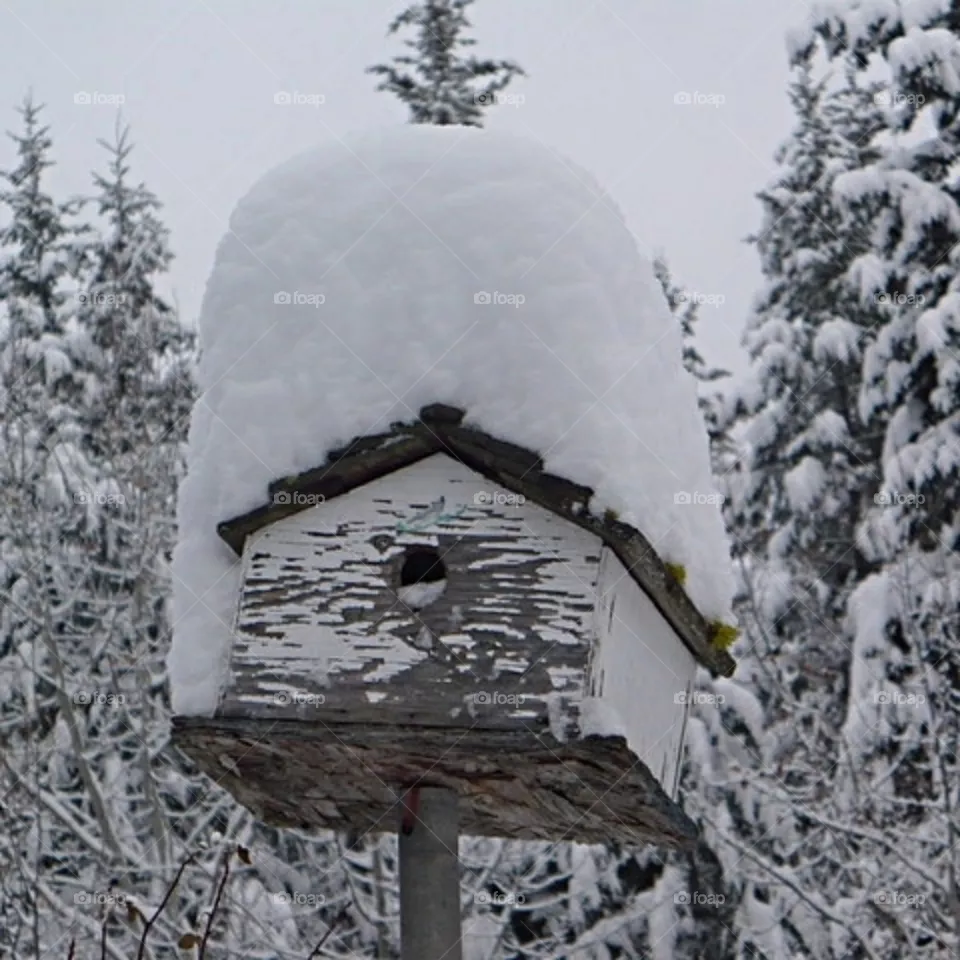 Snow covered birdhouse
