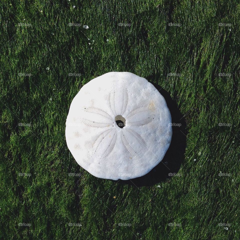 Sand dollar 