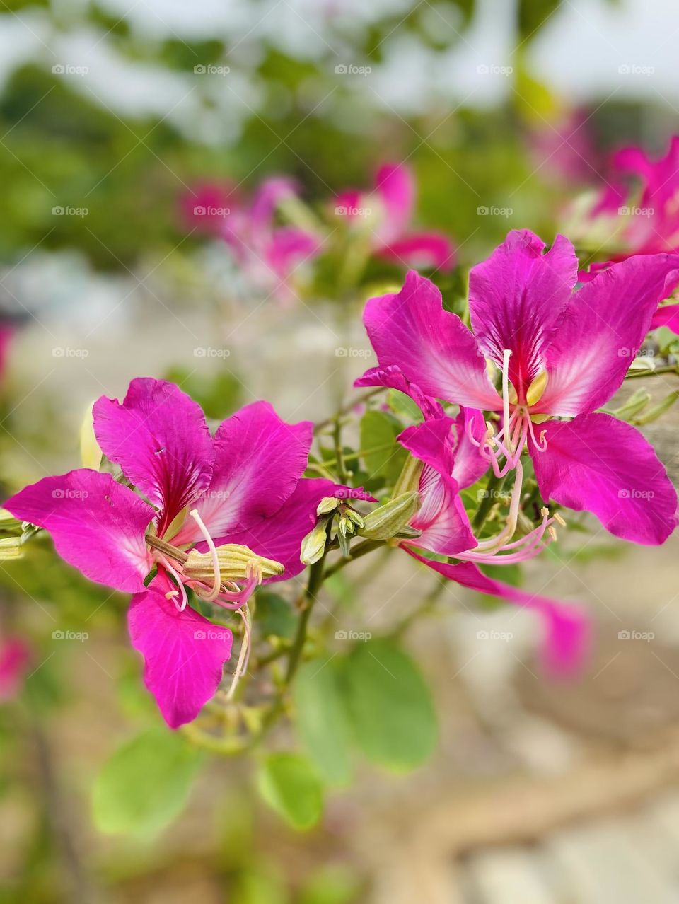 Bauhinia blakeana commonly called the Hong Kong orchid tree is a nut tree of the Bauhinia genus with thick leaves and striking purplish red flowers.