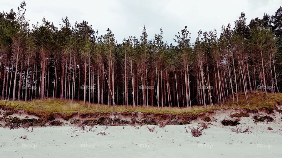 A forest on the beach.