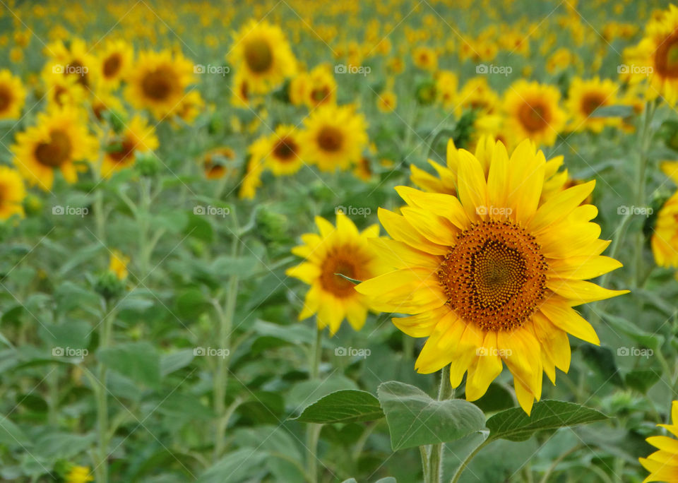 Sun flower