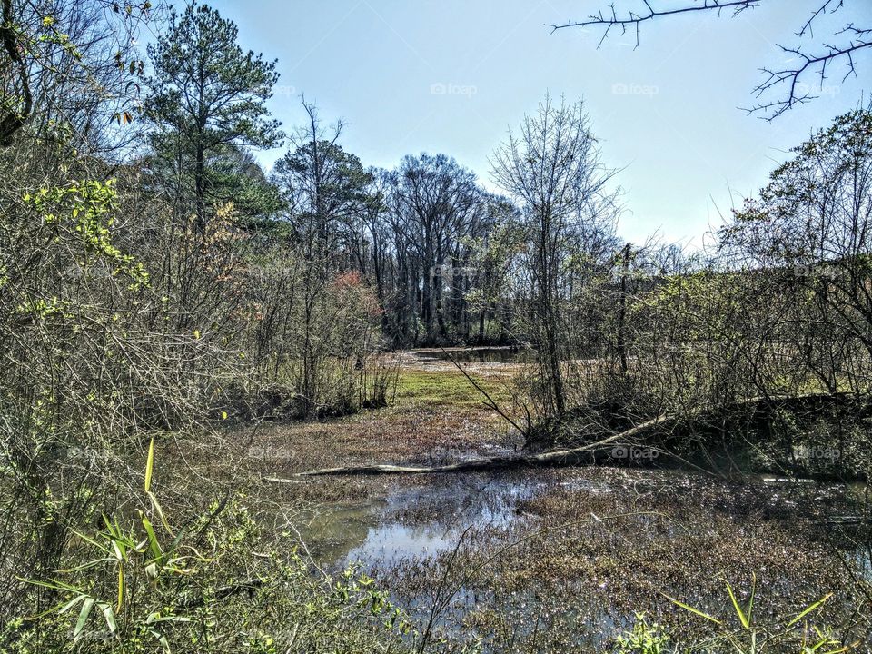Swamp bog