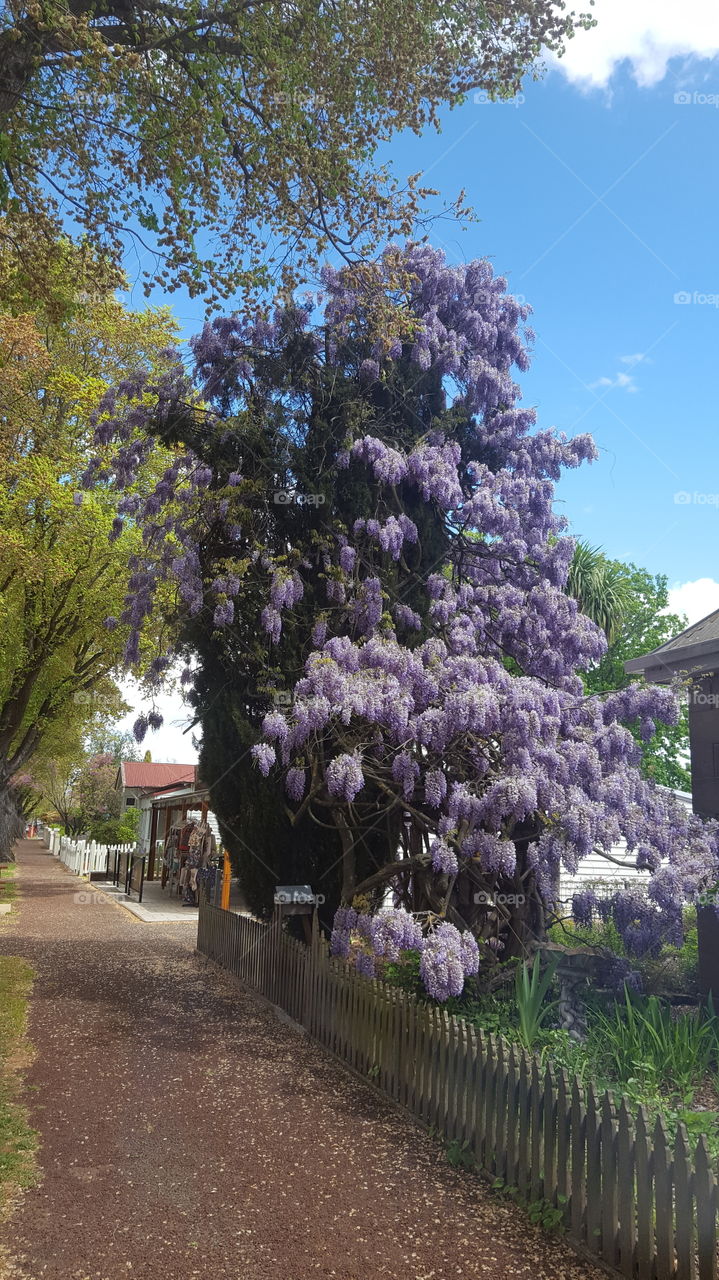 wisteria