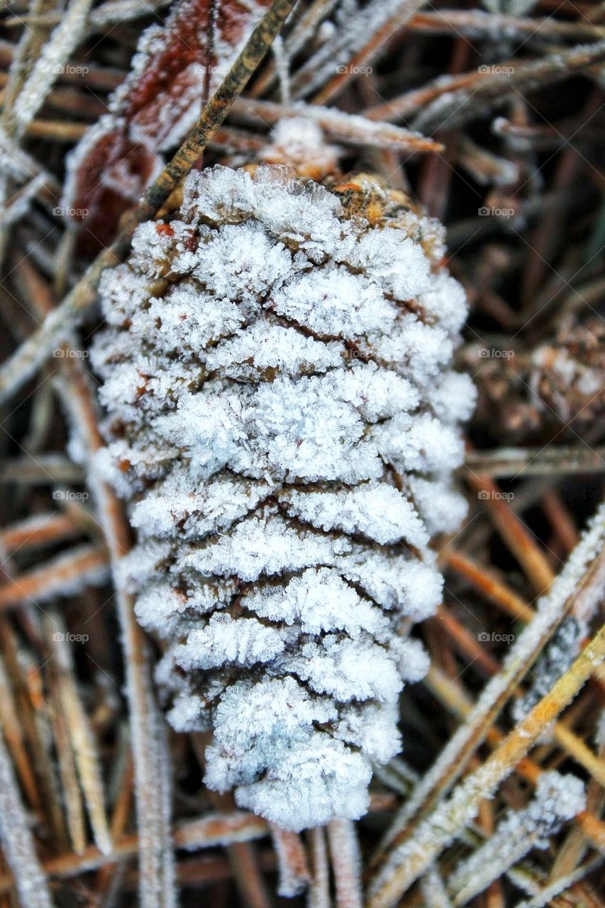 Frost encrusted dried pine cone lying on a bed of dried autumnal coloured dried grass stems