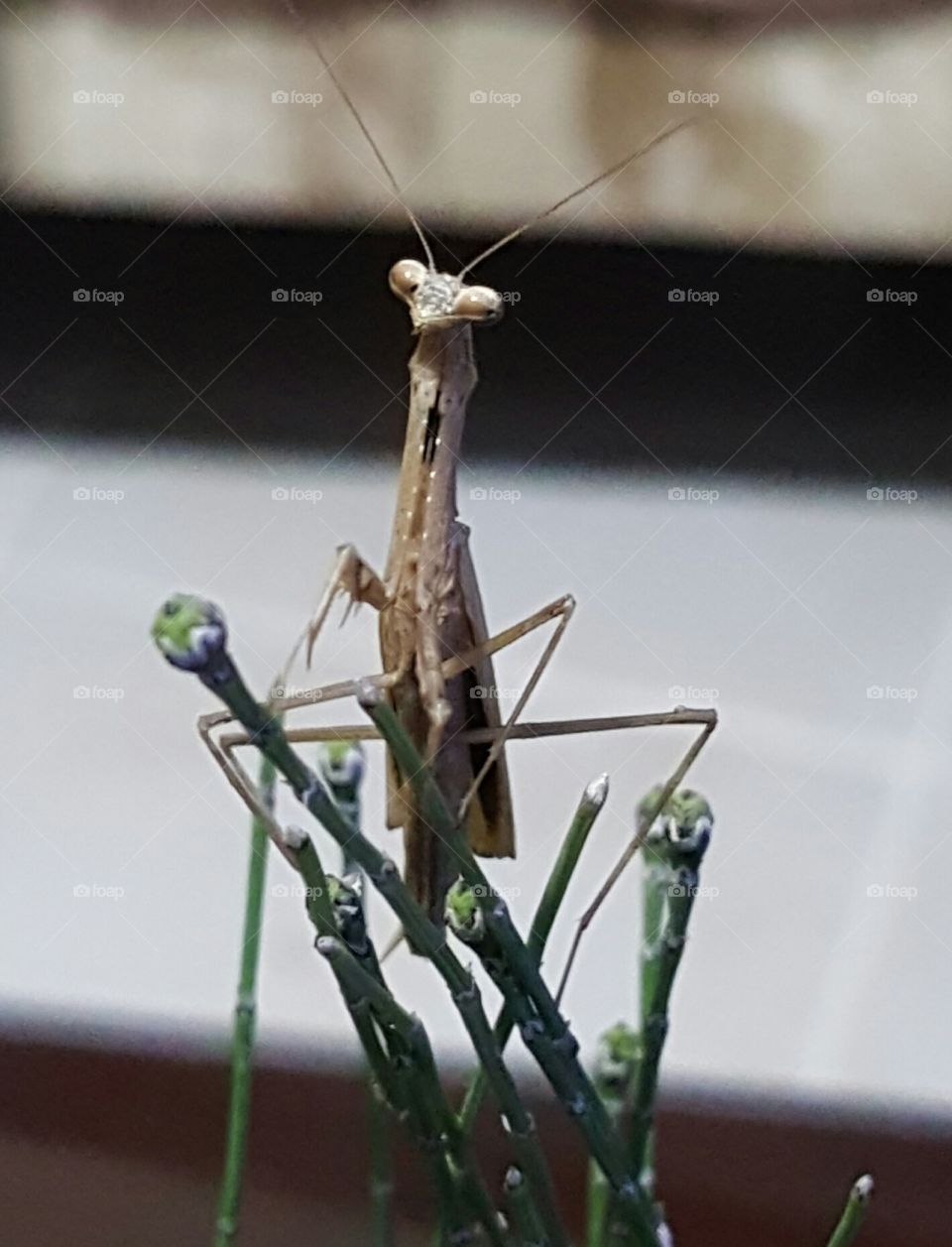Mantis perched on a plant, looking at the photographer.
