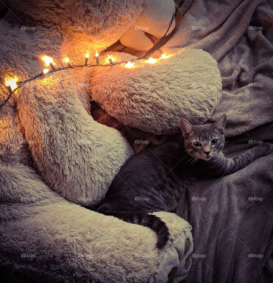 Cozy Kitty