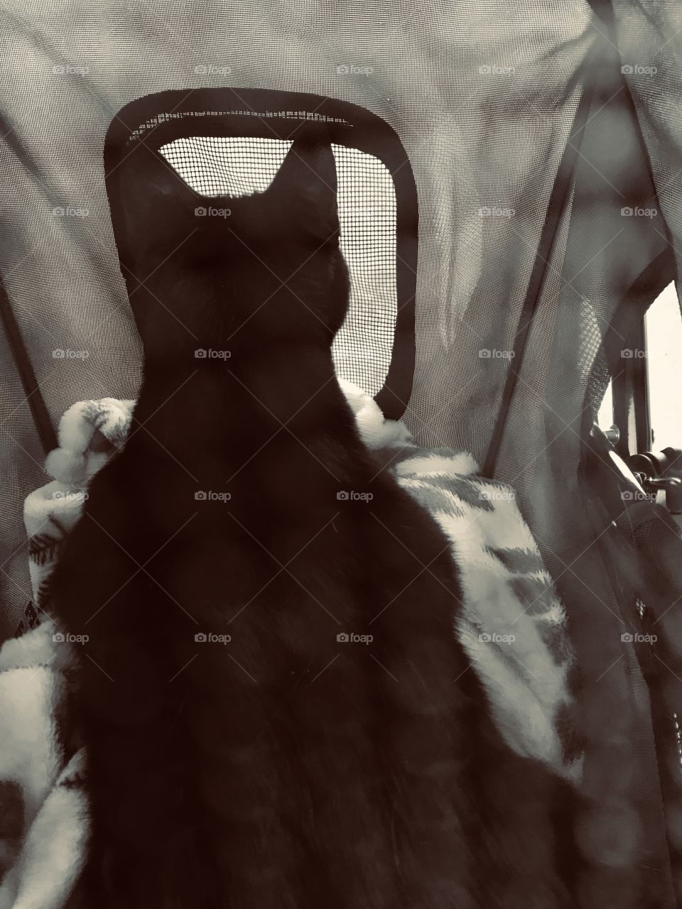 Darling little black kitty looking out the back of her stroller to see what’s happening behind her. 