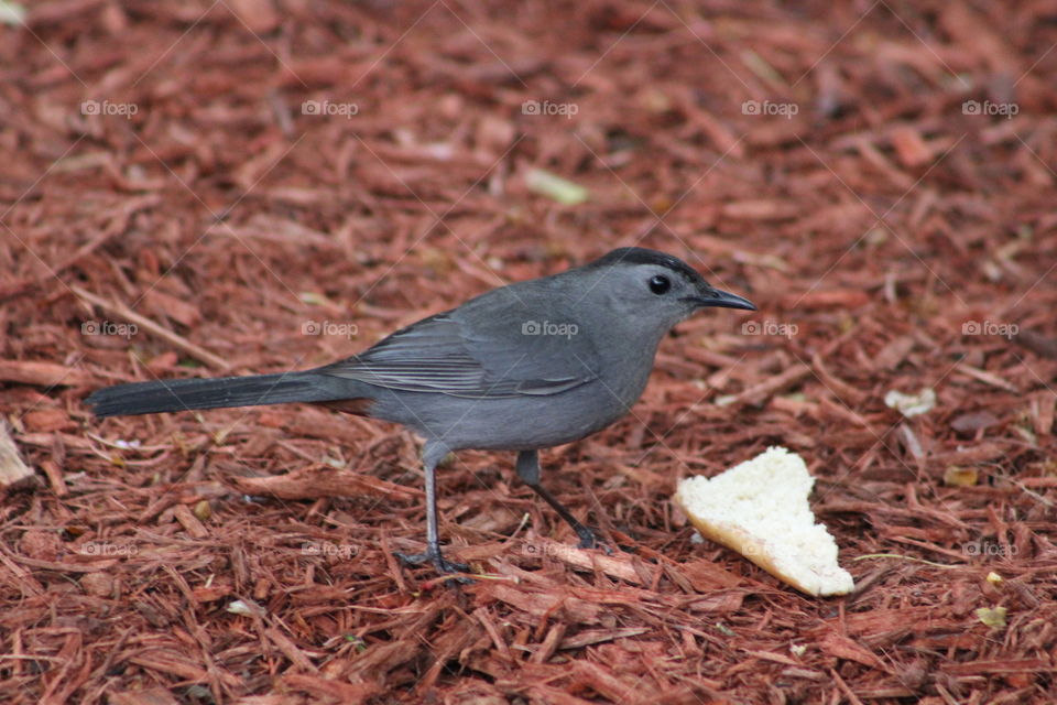 Gray catbird (dumetella Carolinesis) standing on wood chips with piece of bread 