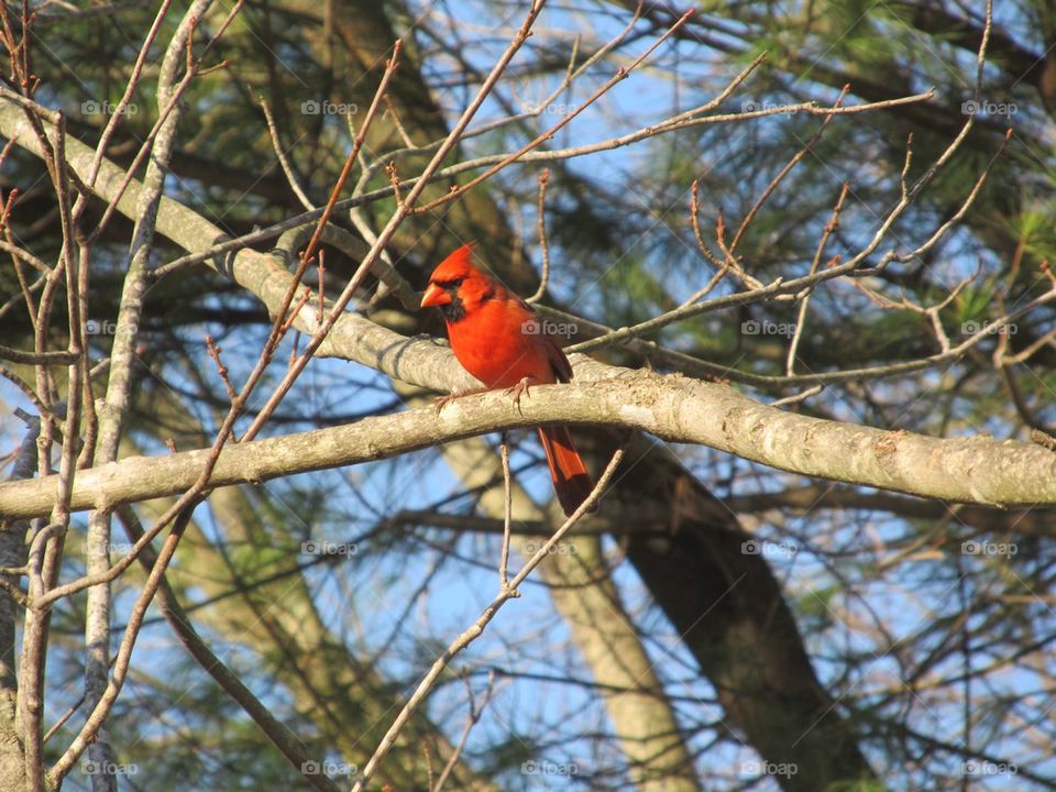 Red bird tree