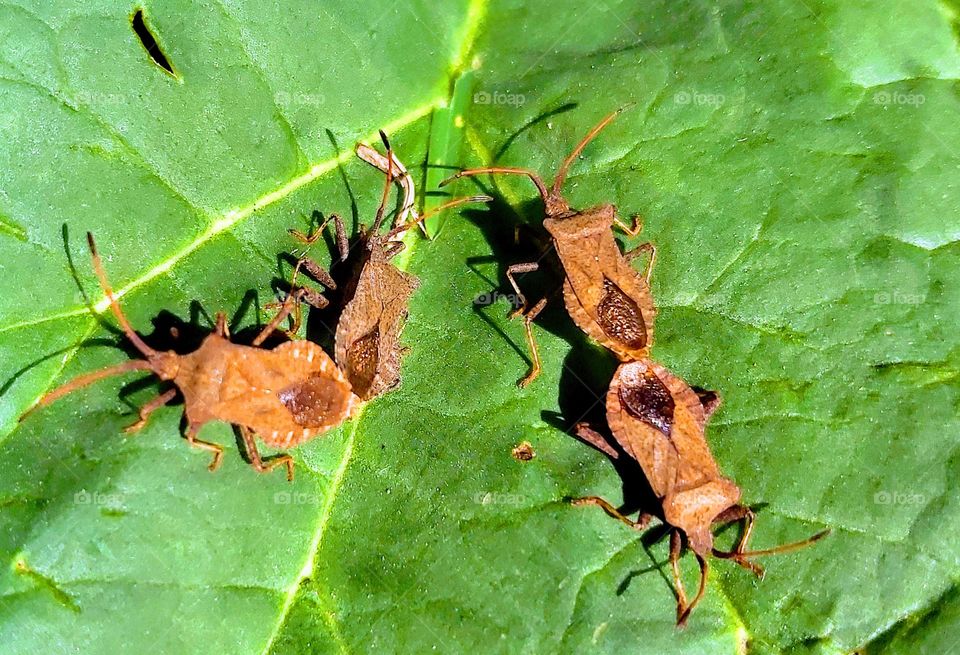 Insectes dans leur intimité 😉