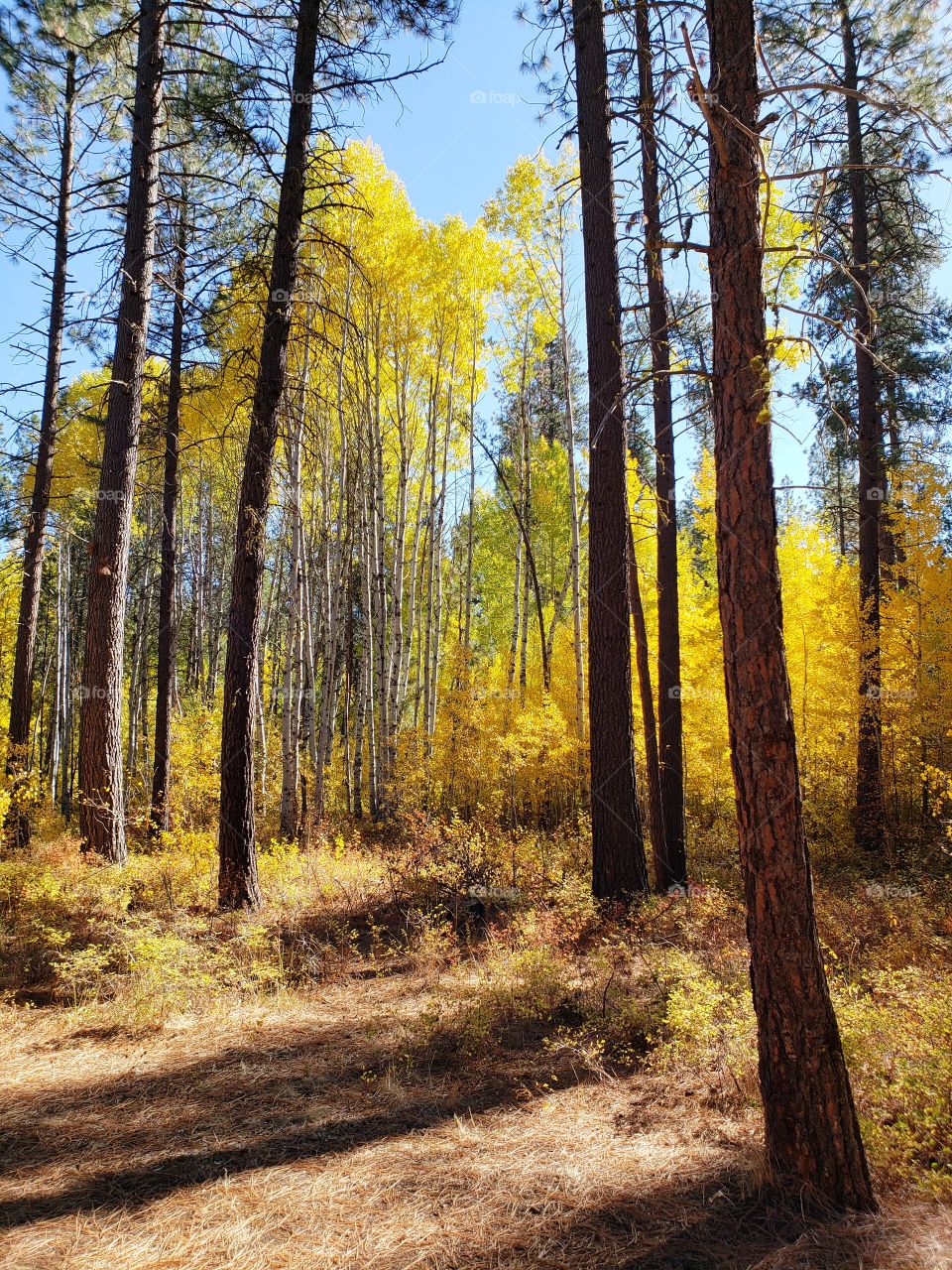 Magnificent ponderosa pine trees grow with aspen trees with leaves of golden yellow fall colors along the banks of Indian Ford Creek in the forests of Central Oregon on a sunny autumn day. 
