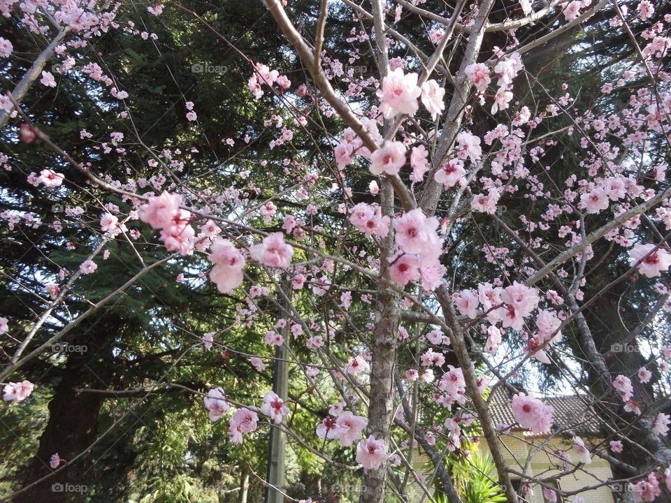 Cherry Blossum 🌸🍒