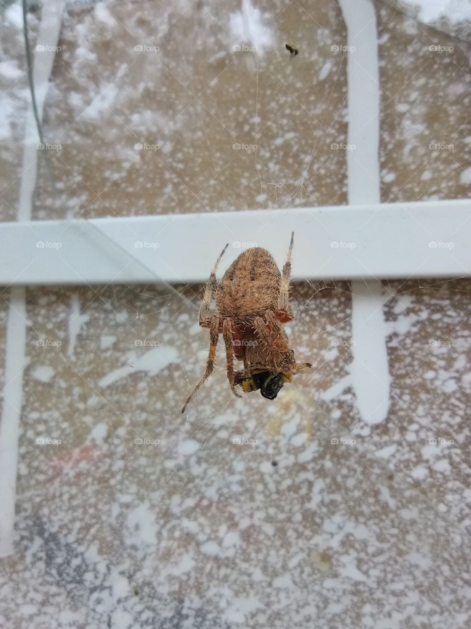 spider eating yellow jacket