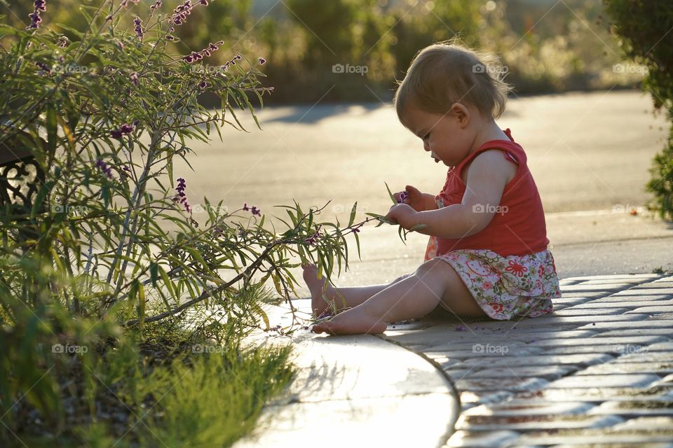 Little Girl Picking Flowers During Golden Hour