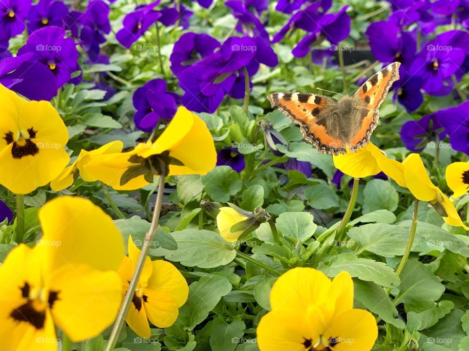 The first butterfly that I saw in the green house amongst the flowers 