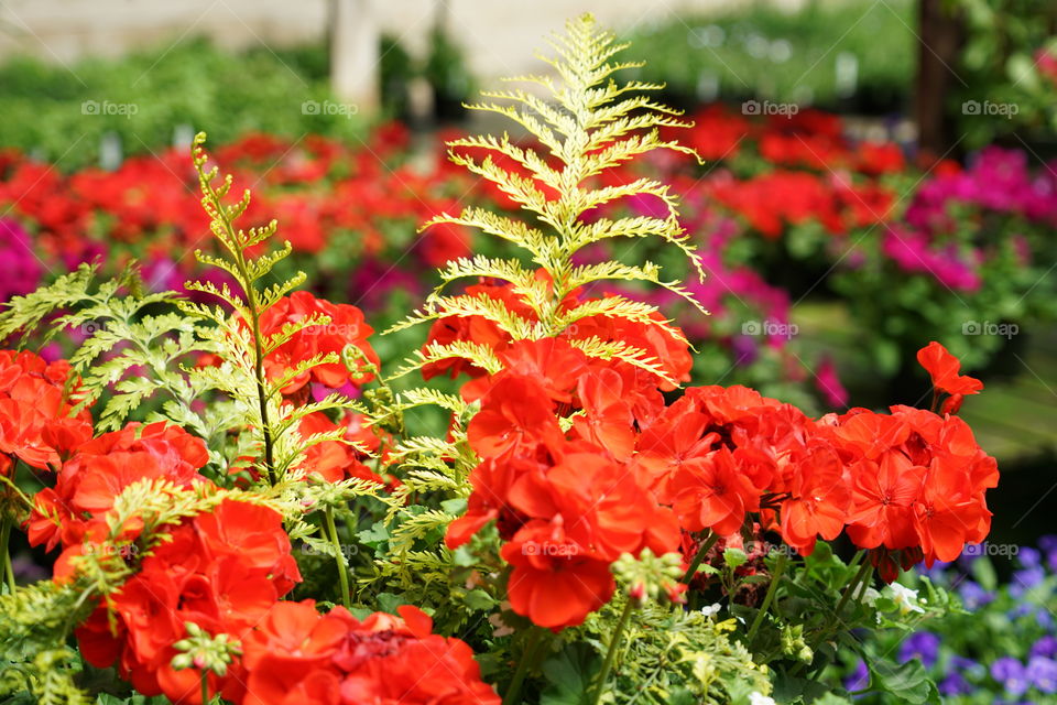 Red Tropical Flowers