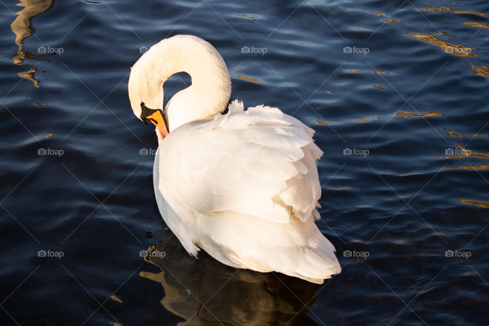 A swan in a Prague pond washes its feathers with its beak.