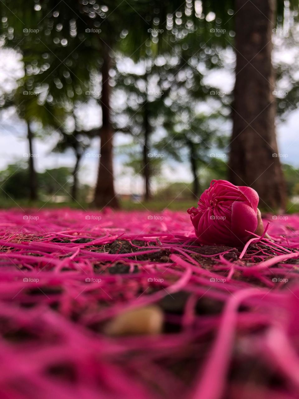 This is a natural pink carpet under a Jambo tree in a Brazilian park during spring. 