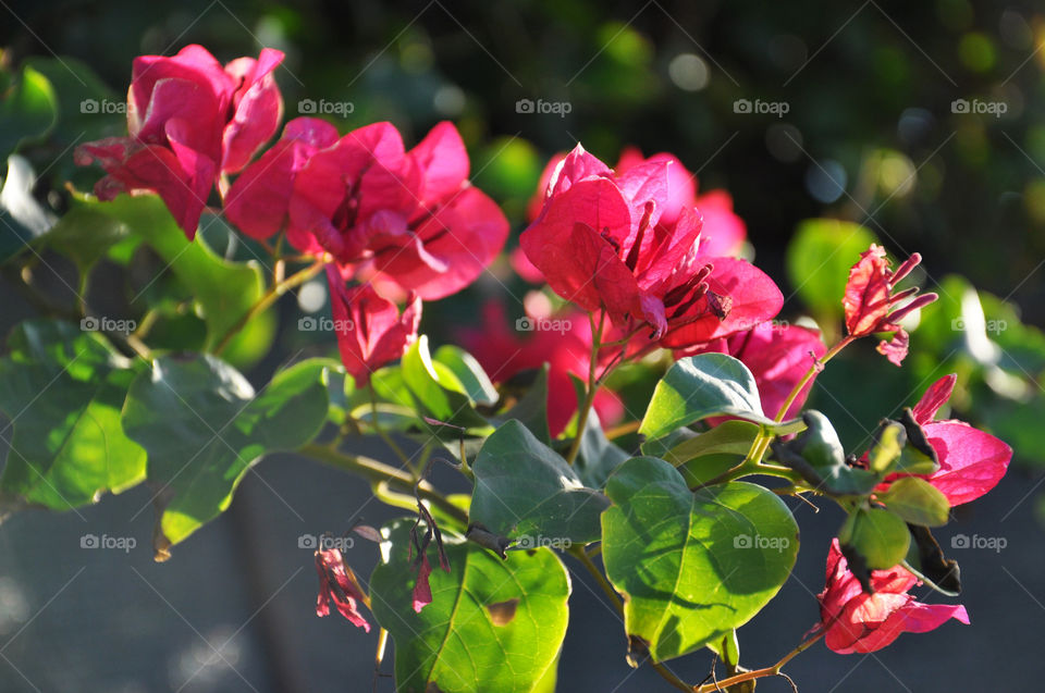 bright tropical flowers