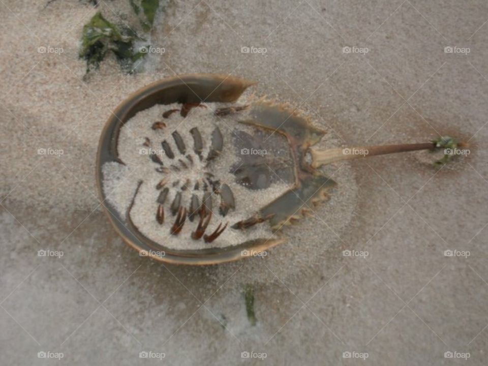 Horseshoe Crab