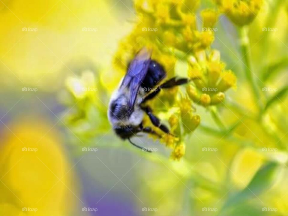 Macro Bee