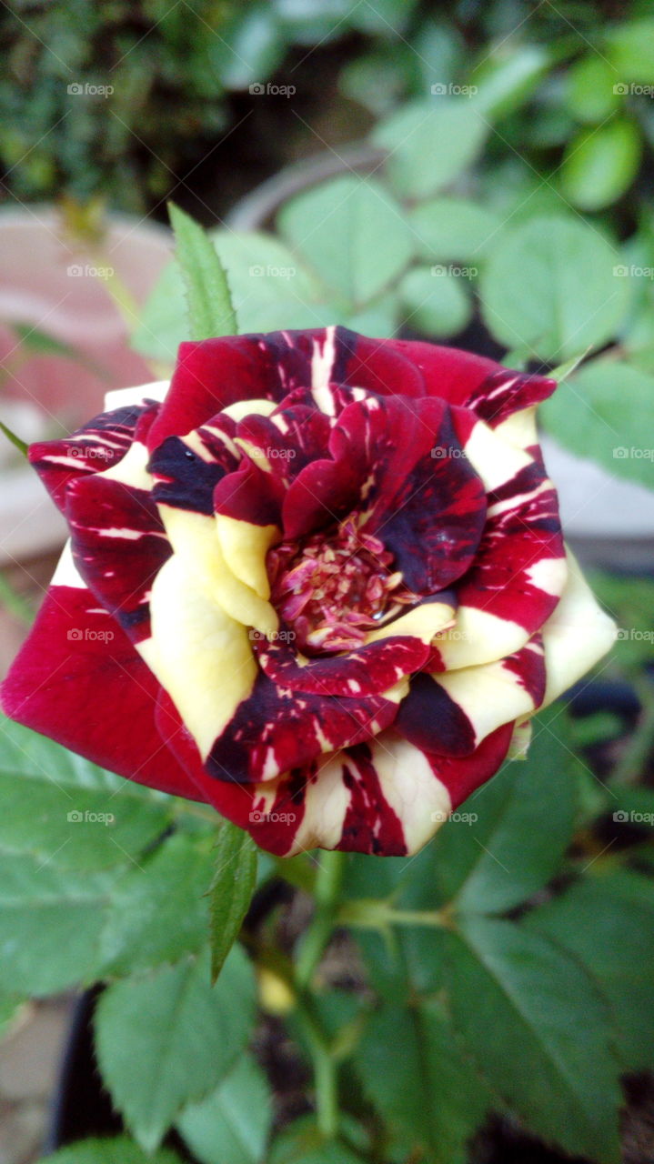 Rose Variety