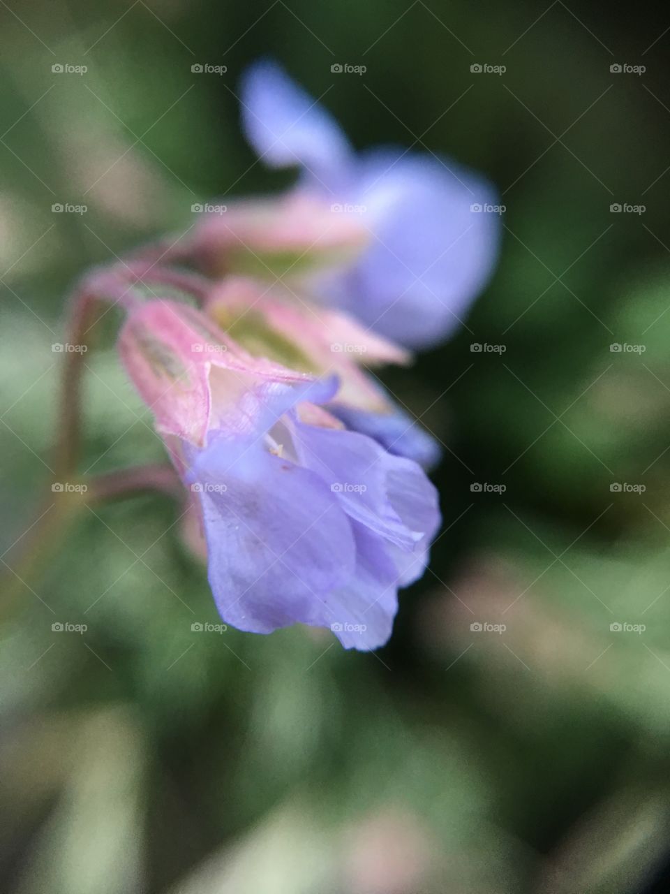 Light purple flower