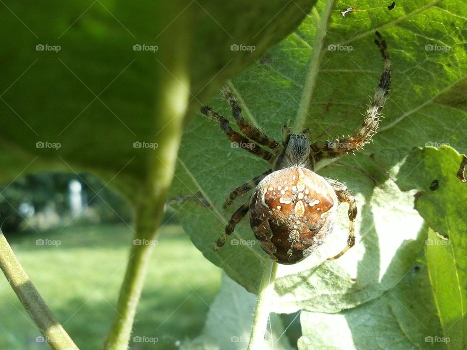 Spider