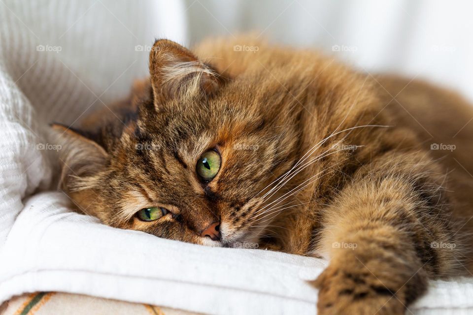 Beauty Long haired cat of siberian breed with brown hair and green eyes