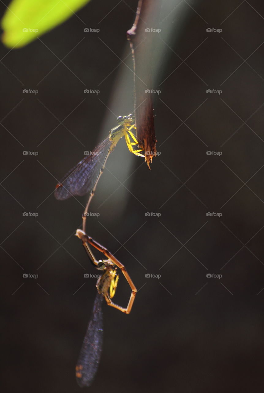 Copera marginipes, yellow bursh - dart. Hang on well at the top of bamboo cutting. The darmselfies doing stage of copulation , whom the male is up . Completed of this stage being a formation for looking on a vehicle.
