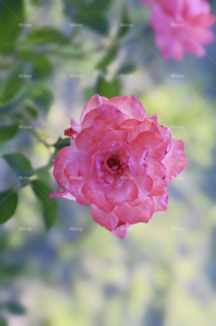 Pink Rose 