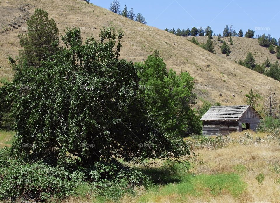 An abandoned wooden building amongst bright green trees and rolling hills in rural Eastern Oregon on a sunny summer day. 