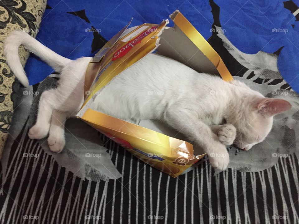 Sleeping in boxes is my cat’s lovely habit