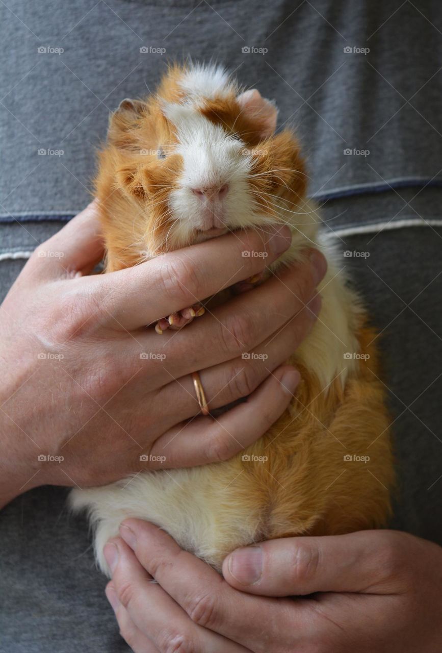 Guinea pig in the male hands love pet