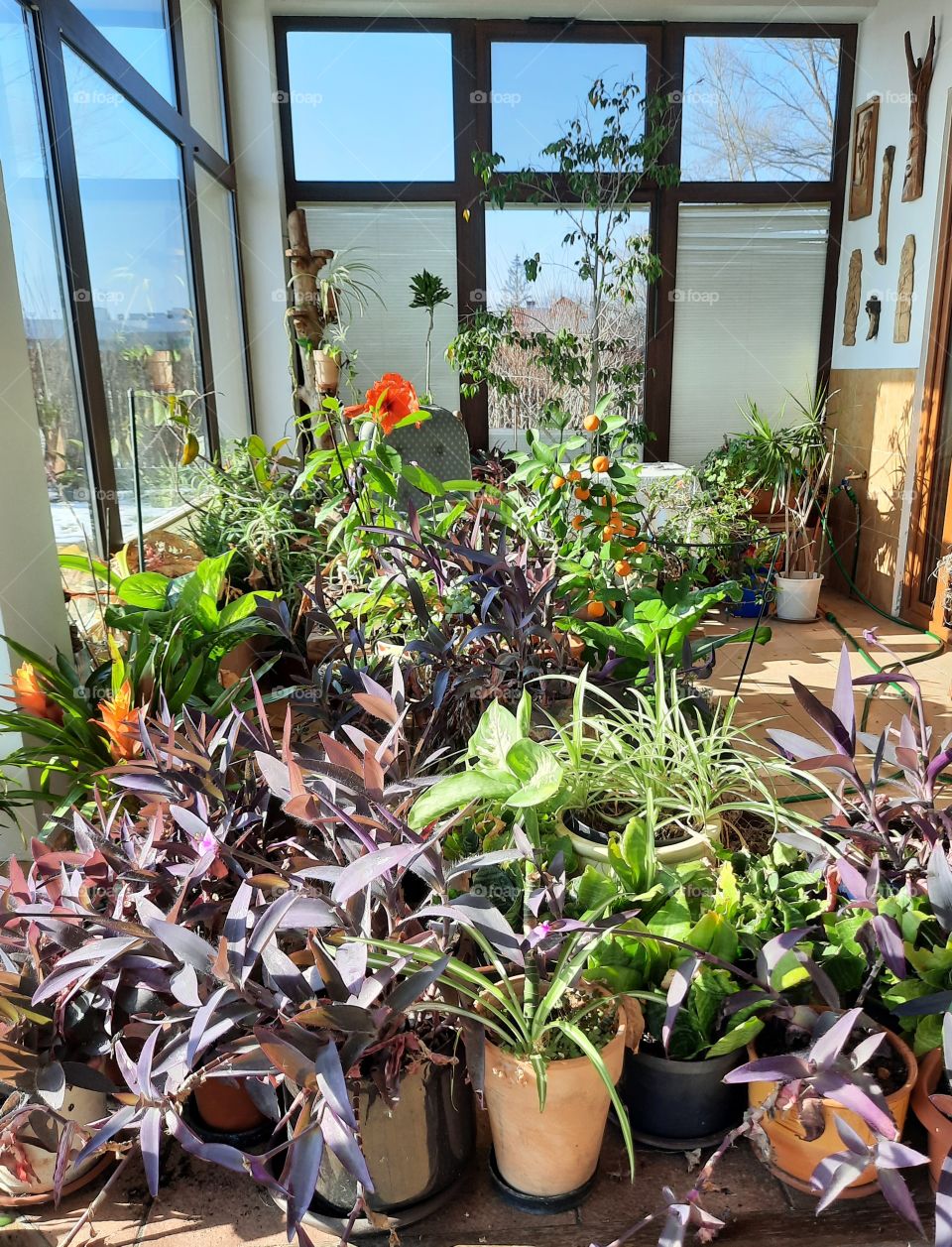 plants and flowers in my conservatory in winter