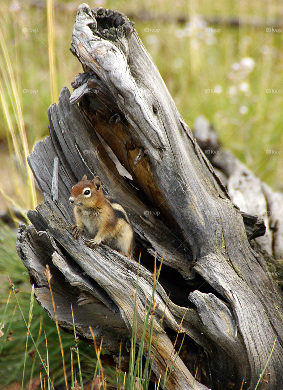 Squirrel on driftwood