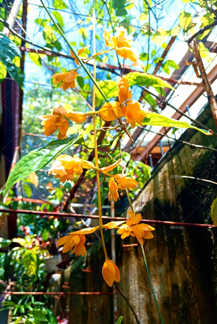 Nong Nooch Vine
This cascading golden yellow climber originated in Thailand. It is very rare but it grows really well in a warm climate like the Philippines and its blooms last almost the entire year!