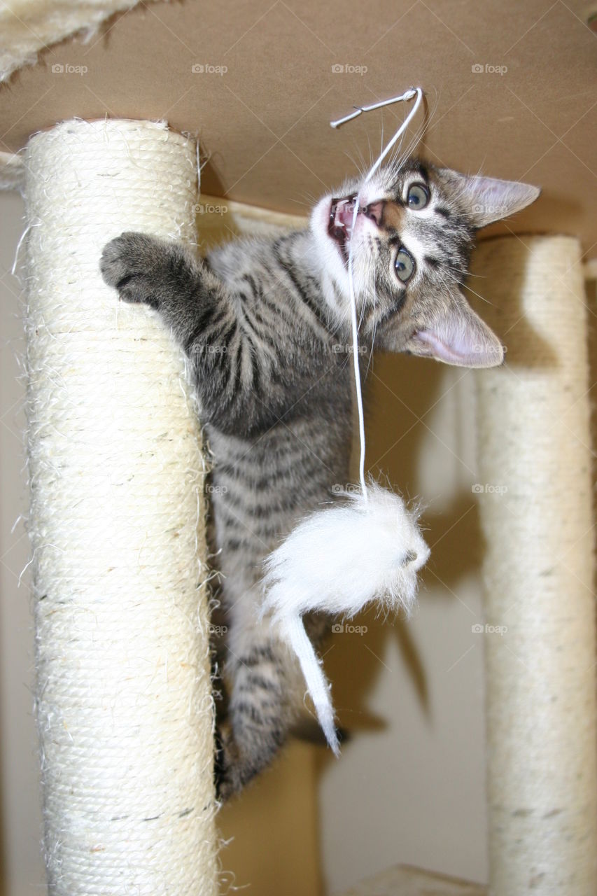 Kitten climbing with toy mouse