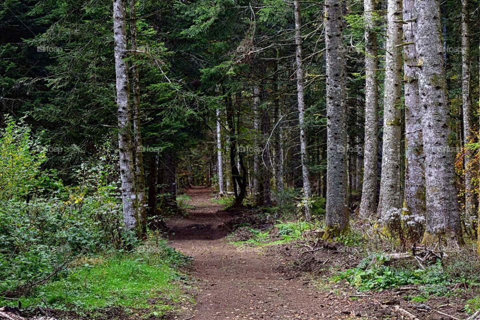 Beautiful undergrowth in Auvergne France