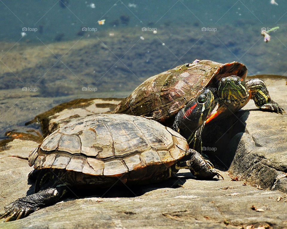 park painted central kissing by delvec