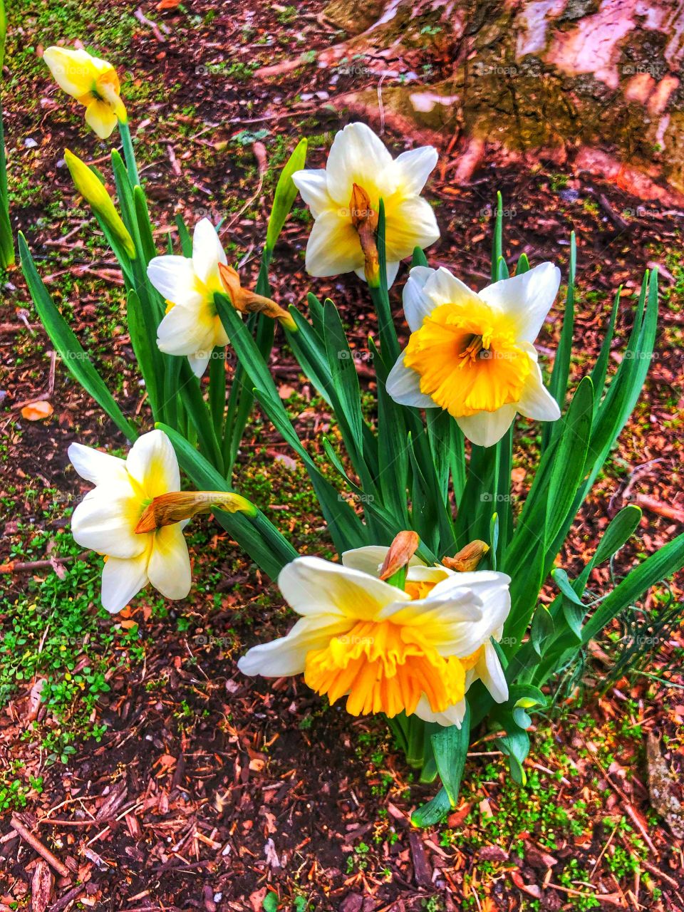 Blooming daffodil flowers white & yellow full bloom 