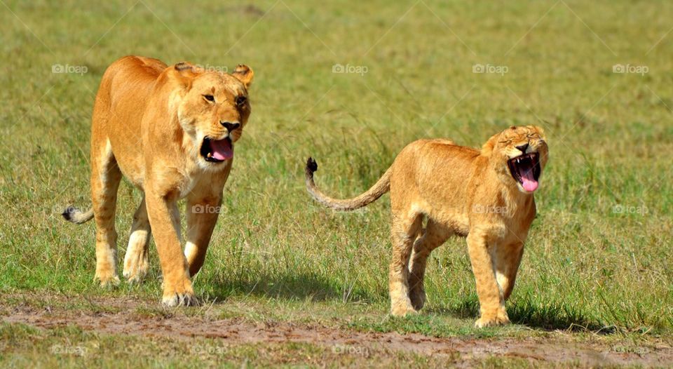 Lioness and Lion Cub