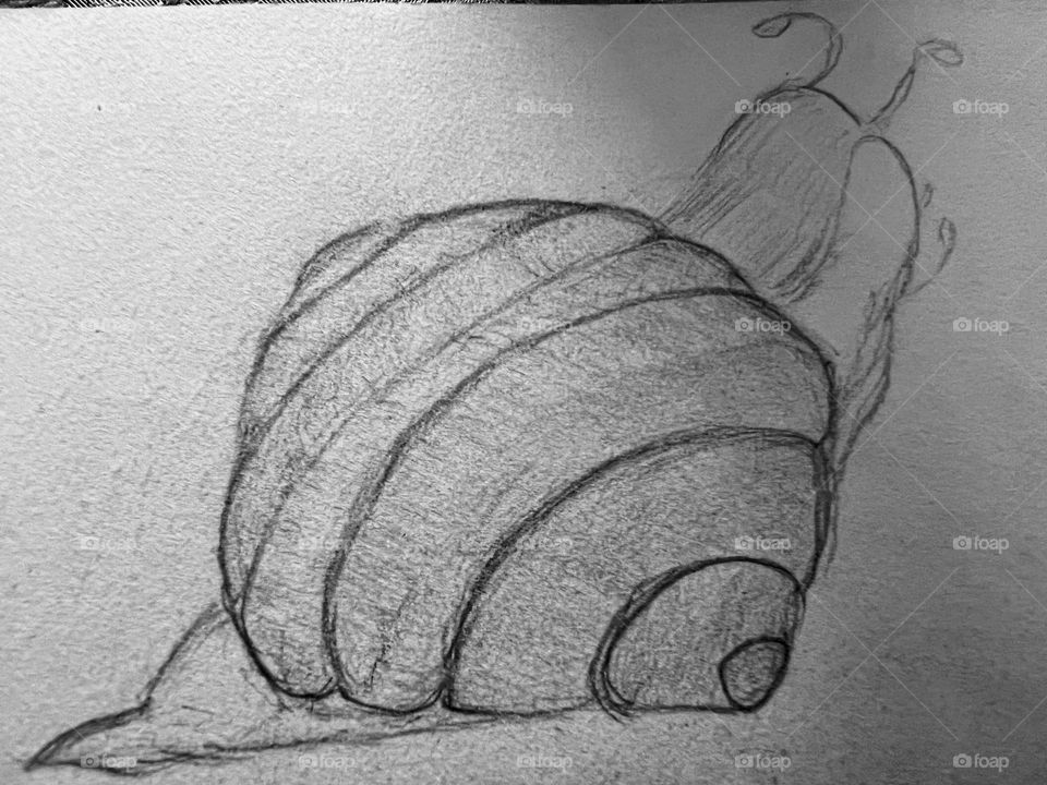 Croissant Snail