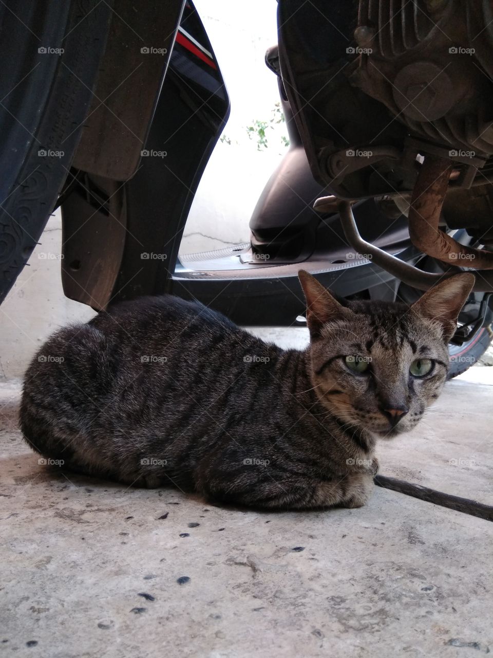 House Cat Sitting Under Motorcycle