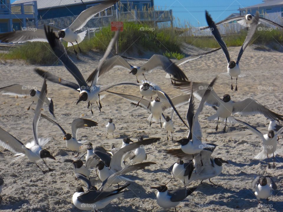 Seagulls 