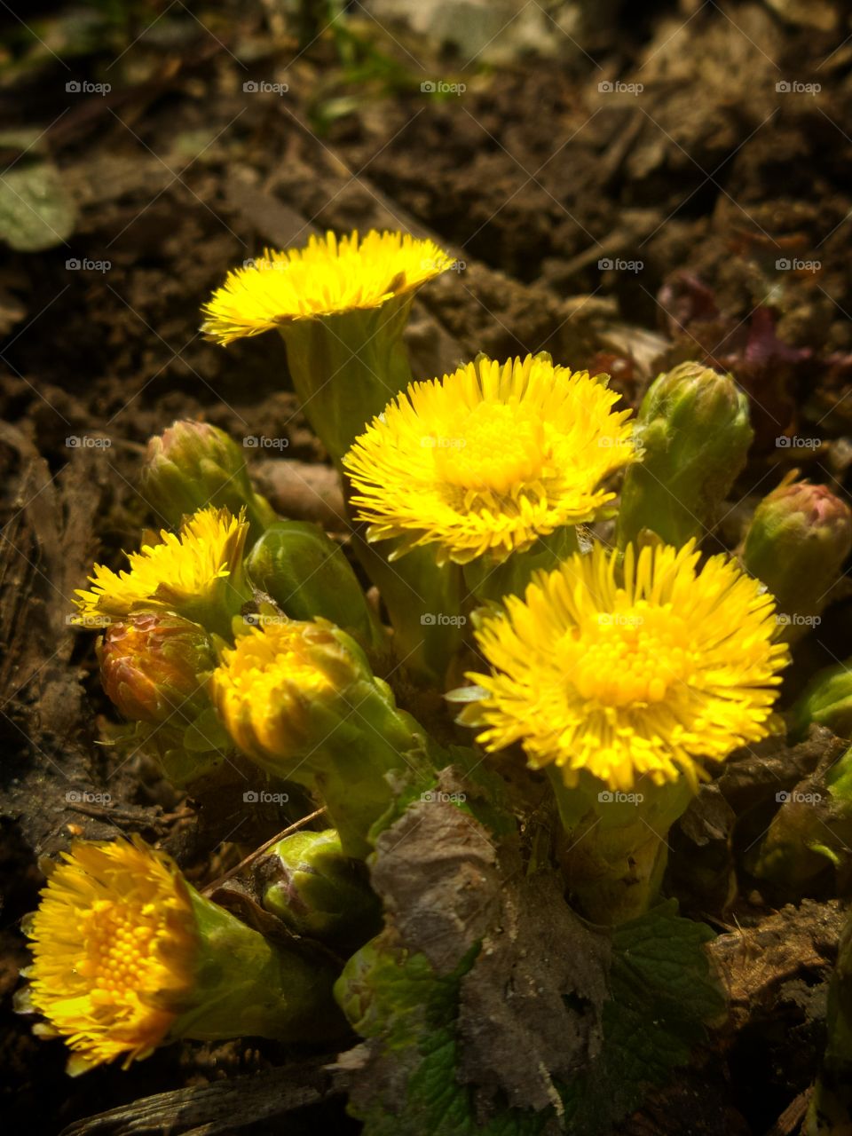 Spring plant.  Coltsfoot