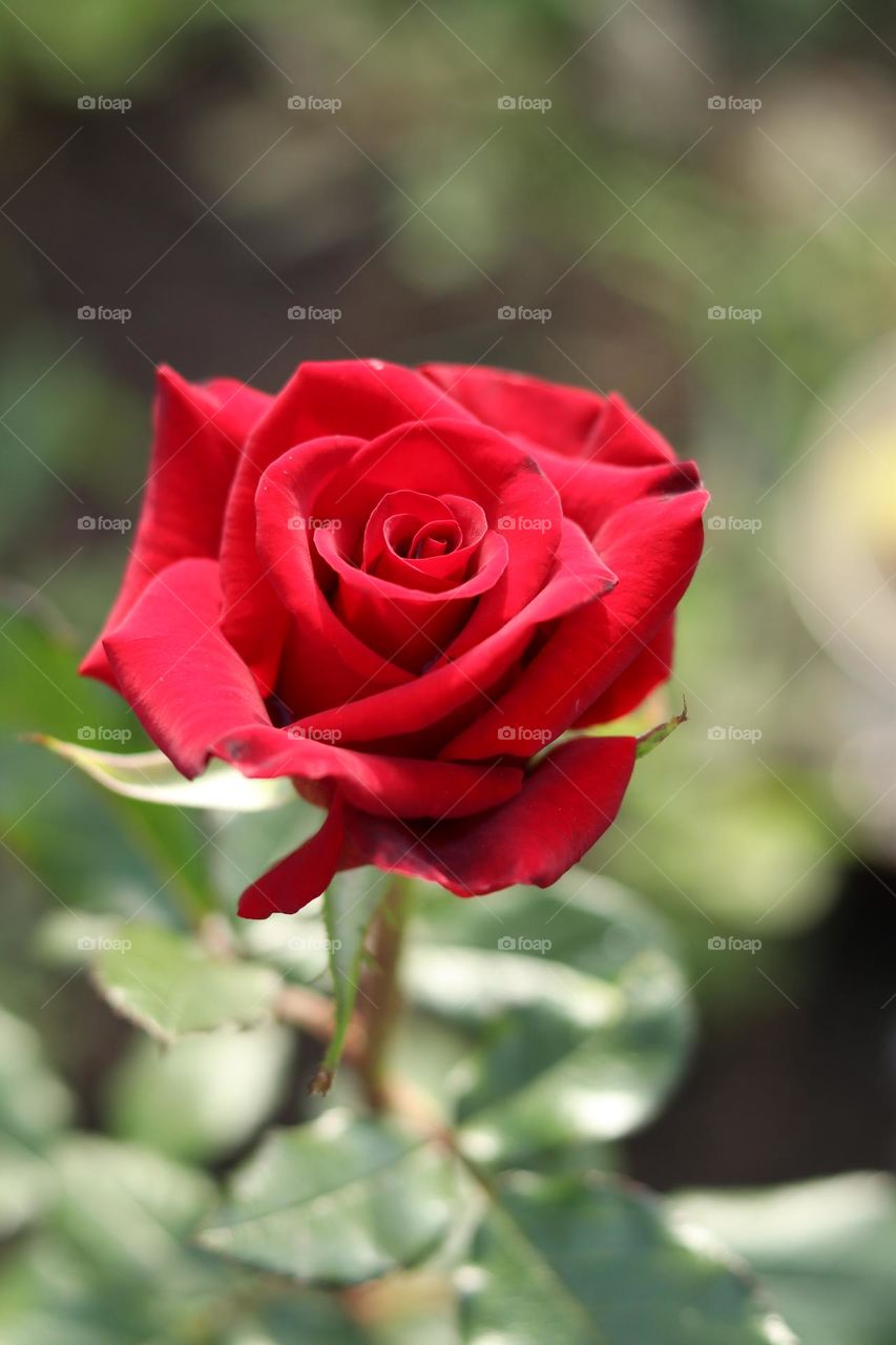 красная роза