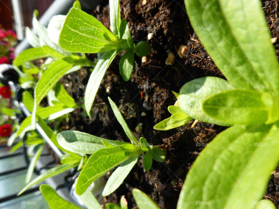 Growing in the soil. New plants of zinnia persian carpet