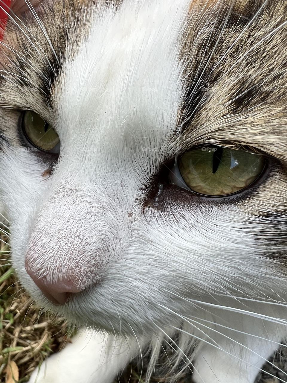 Mirada felina
