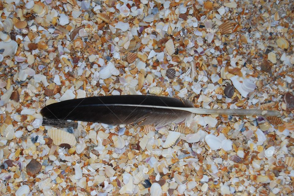 Bird feather on sea shells